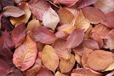 Arka plan - turuncu, sarı, kahverengi kurutulmuş yaprakları yaprak