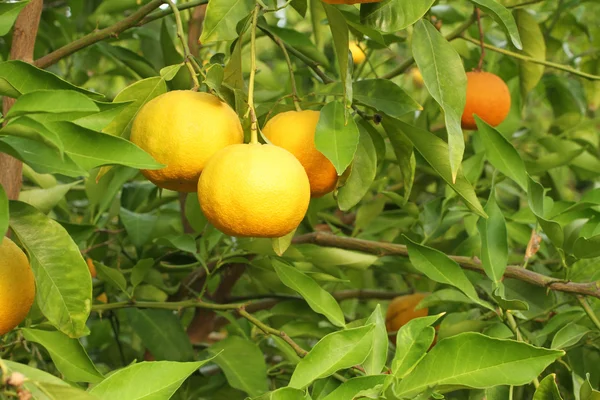 Yuzu - arbusto de limão japonês — Fotografia de Stock