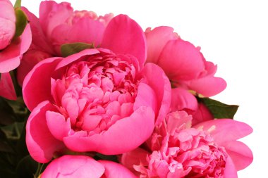 Beyaz arka plan üzerinde küçük pembe peonies buket