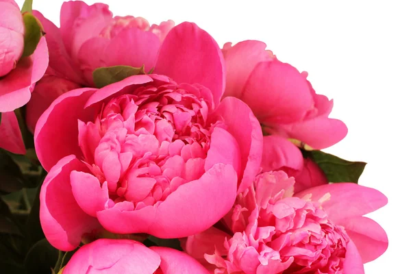 Bouquet di piccole peonie rosa su sfondo bianco — Foto Stock