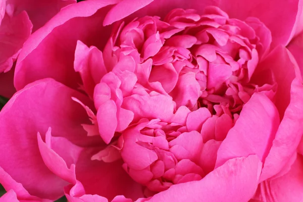 Peonía rosa. Primer plano. —  Fotos de Stock