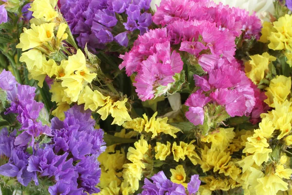 Красочные цветы Statice - Limonium Background — стоковое фото