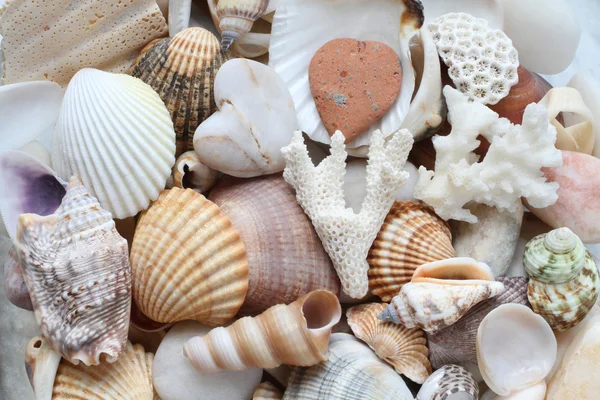 Conchiglie, pietre, cozze e fondo corallino — Foto Stock