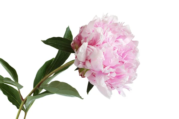 Peonía rosa sobre fondo blanco —  Fotos de Stock
