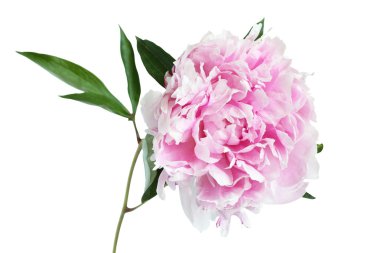 Beyaz arka plan üzerinde izole hafif pembe Şakayık çiçeği