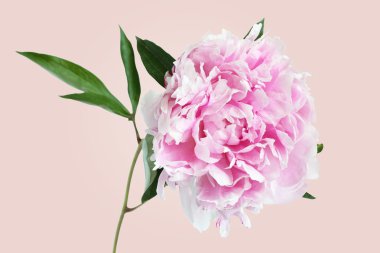 Pembe arka plan izole hafif pembe Şakayık çiçeği
