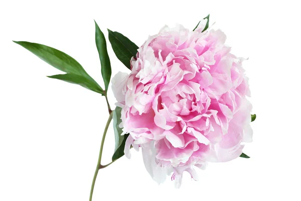 Beyaz arka plan üzerinde izole hafif pembe Şakayık çiçeği