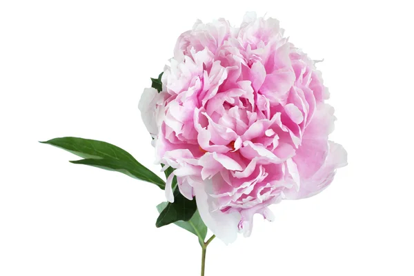 Rosa chiaro peonia fiore isolato su sfondo bianco — Foto Stock