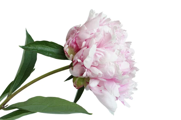 Flor de peonía rosa claro aislada sobre fondo blanco —  Fotos de Stock