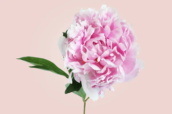 Flor de peonía rosa claro aislada sobre fondo rosa — Foto de Stock