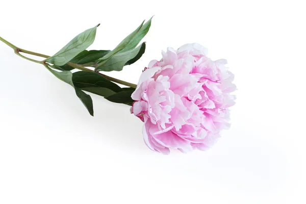 Flor de peonía rosa claro aislada sobre fondo blanco — Foto de Stock