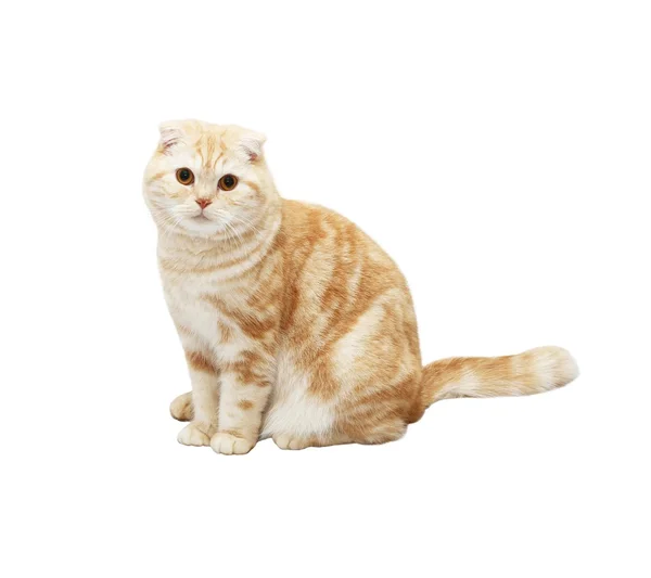 Cream Tabby Scottish Fold Cat на белом фоне — стоковое фото