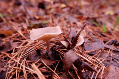 Ormanda büyüyen iki küçük mantar.. 
