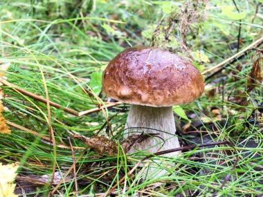 Ormanda beyaz mantar