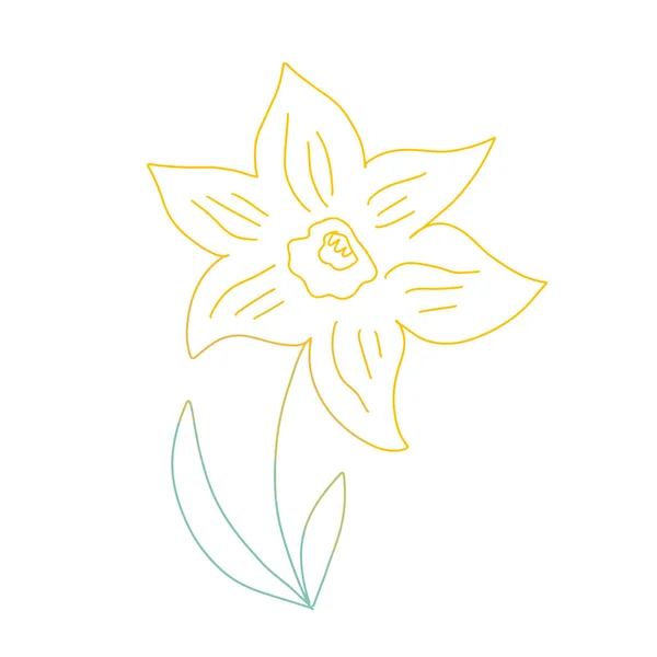 Daffodil Bloem Gekleurde Inkt Omtrek Geïsoleerd Witte Achtergrond Minimalistische Lijn — Stockvector