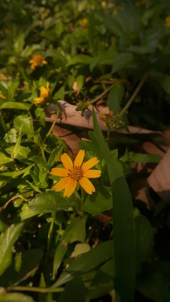 Желтые Цветы Саду Бантул Джокьякарта — стоковое фото