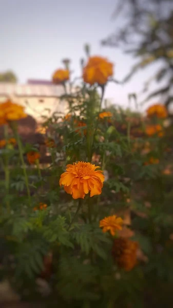 Orange Flowers Blooming Garden Bantul Yogyakarta — Stock Photo, Image