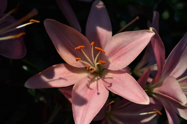 Çiçek, doğal bahçe duvar kağıdını kapat.