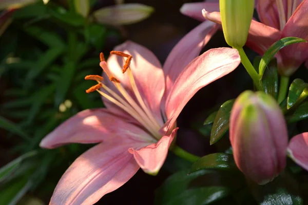 Çiçek, doğal bahçe duvar kağıdını kapat.