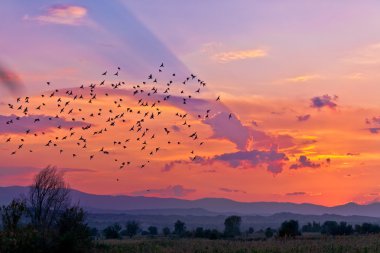 Son güneş ışınları kuşlar