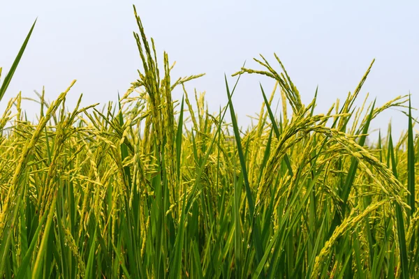 Bakgrund Stockbild