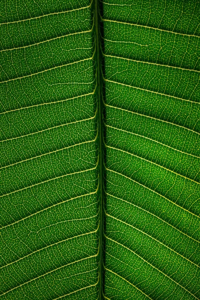 Bladstruktur — Stockfoto