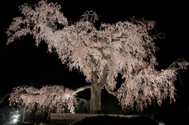 Akşamları pembe sakura çiçekleri olan güzel ağaç.