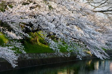 Gölün kıyısında pembe sakura çiçekleri olan güzel ağaçlar sokağı.