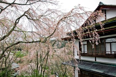 Sakura 'nın pembe çiçekleriyle güzel dallar. 