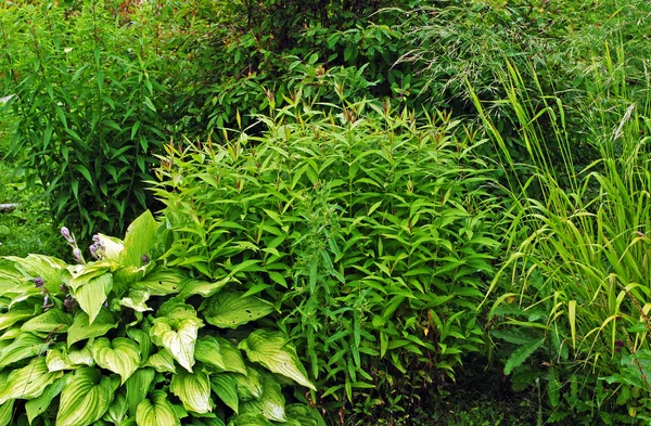 Zöld bokrok és gyógynövények háttér — Stock Fotó