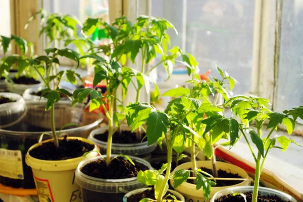 Mudas de tomate — Fotografia de Stock