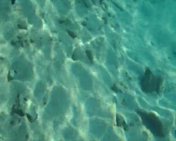 Fish in the sea, Crete, Greece — Stock Video