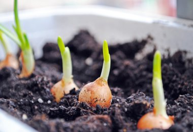 yeşil soğan fidan ekimi