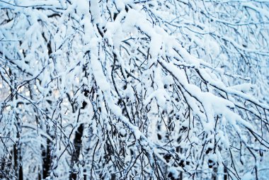 Ağaçlar hoarfrost arka planda