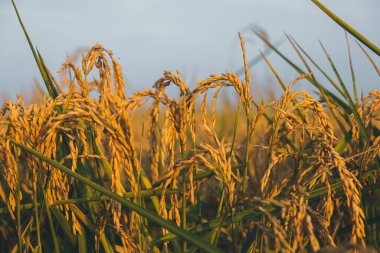 Pirinç tarlası vercelli, Piedmont 'ta hasat için hazır.