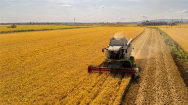 İtalya 'nın Vercelli kenti yakınlarındaki hasat zamanında altın pirinç tarlalarında çalışan bir hasatçının insansız hava aracı görüntüsü. Modern tarım, teknoloji ve verimliliği temsil eder..