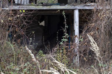 Duvarları olmayan eğimli çatısı olan ormandaki eski harabe ev.