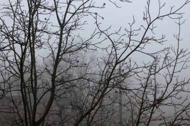 Bir sonbahar ağacının silueti kadar yakın plan, akşam gri gökyüzü ve sis