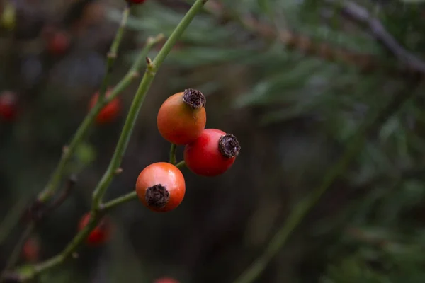 Frutti di rosa canina da vicino, foto macro su sfondo verde sfocato — Foto Stock