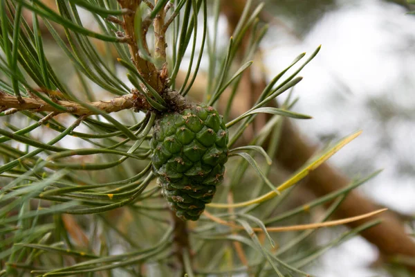 Coniferous branches and small green cone, close-up — Stock Photo, Image