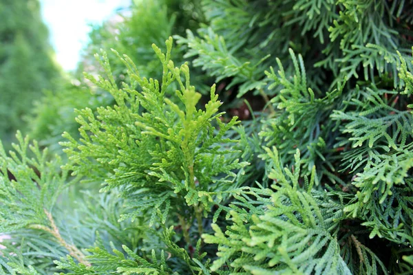 Ramos brilhantes de thuja close-up em um fundo verde borrado, foto macro — Fotografia de Stock