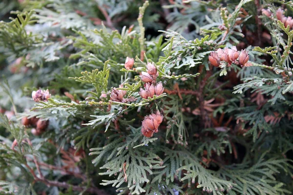 Ramos brilhantes de thuja close-up em um fundo verde borrado, foto macro — Fotografia de Stock