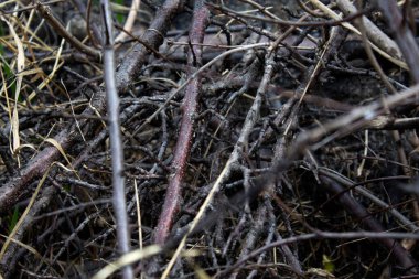 Kuru eski dallar, temizlik bahçesi, bulanık arka plan, sanatsal ön görüş