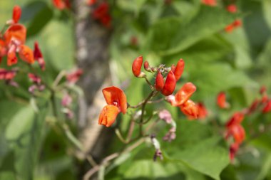 Bezelye çiçekleri parlak yeşil bulanık arkaplanı kapatır, seçili odak ön görünümü