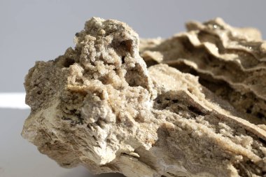 Eski taşlaşmış ahşap, kazı, mineraller, gri arka planda yakın plan.