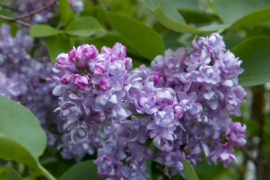 Parlak, taze mor eflatun bahçeye yakın plan ve sanatsal arka plan bulanıklığı.