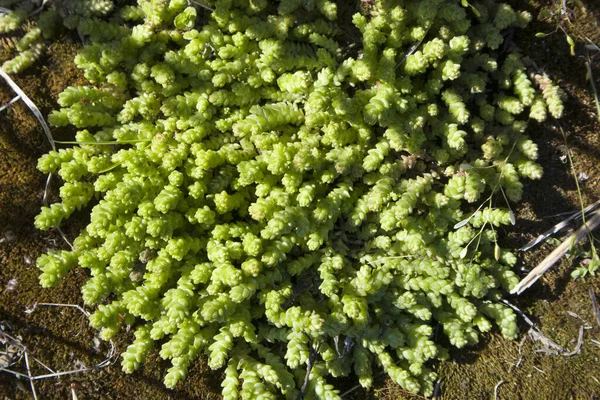 Campo Estivo Con Sedum Verde Brillante Messa Fuoco Parziale Artistica — Foto Stock