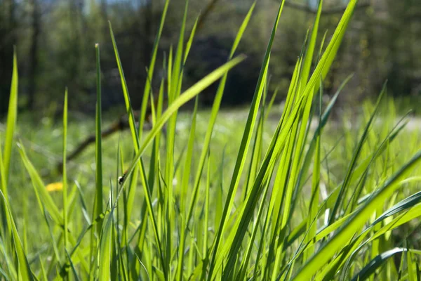 Sommerfeld mit Gras und Blumen, künstlerischem Teilfokus und verschwommenem Hintergrund — Stockfoto