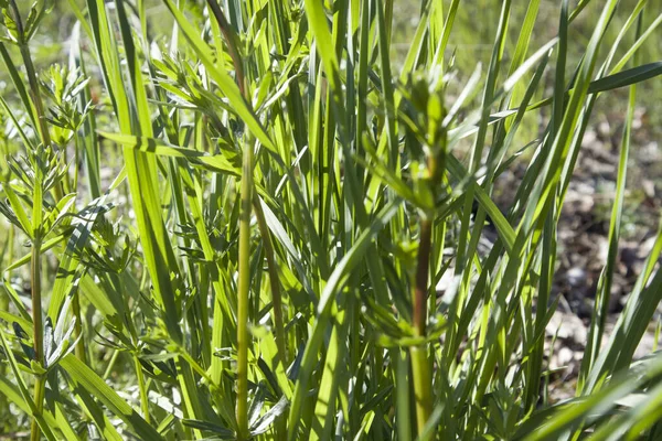 Campo de verano con hierba y flores, enfoque parcial artístico y fondo borroso —  Fotos de Stock