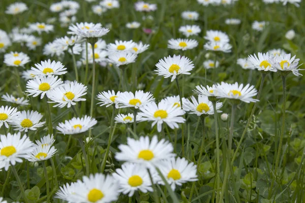 Campo de verão com grama e flores, pequenas margaridas foco artístico parcial e fundo embaçado — Fotografia de Stock